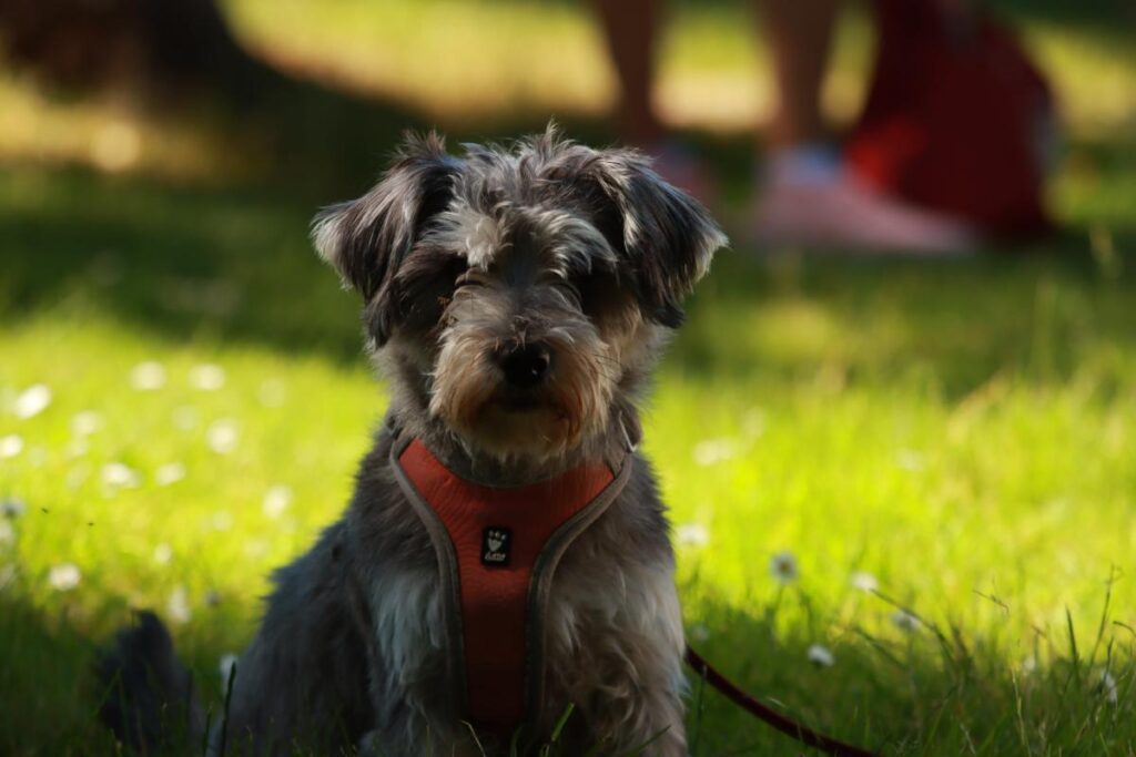 Can Miniature Schnauzer Swim?propetdog.com