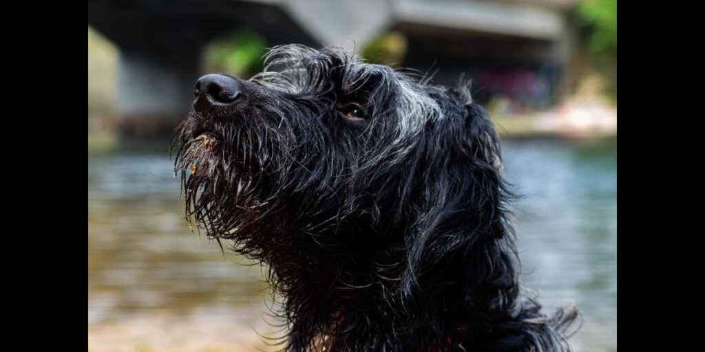 Can Schnauzers Swim?propetdog.com