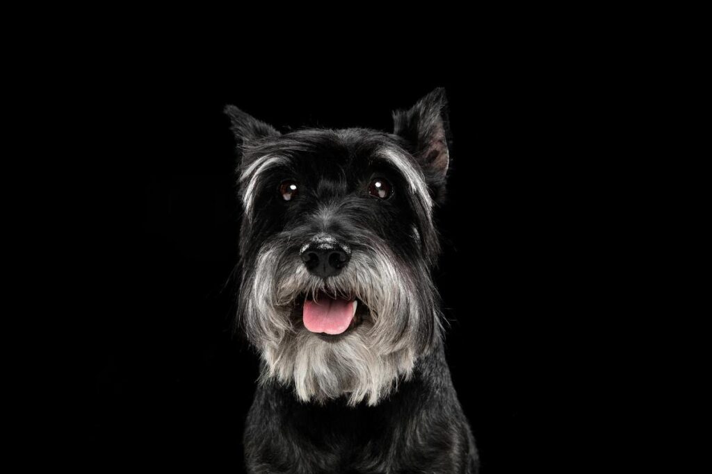 Can Schnauzers be Black and White?propetdog.com