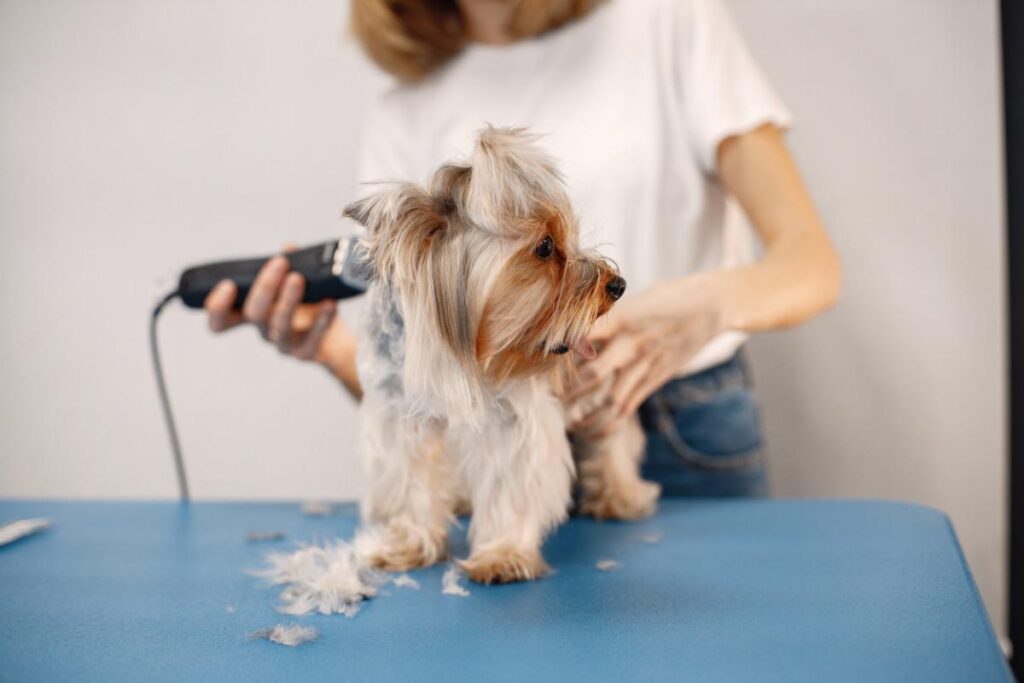 Can Schnauzers Be Shaved?propetdog.com