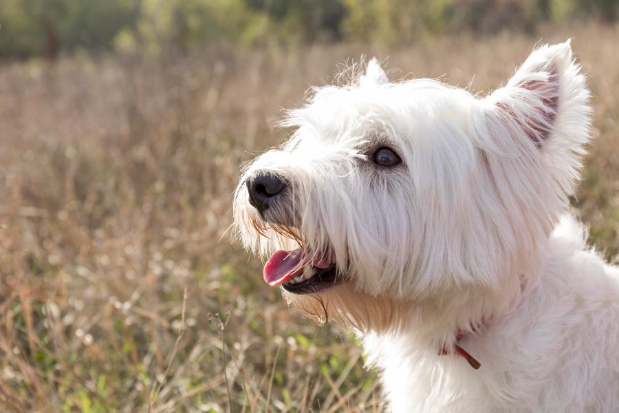 Can Schnauzers be White?.propetdog.com