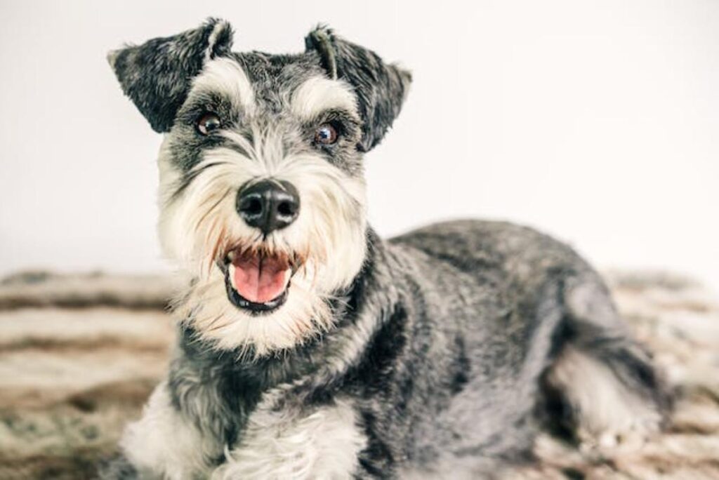 Can Schnauzers be Merle.propetdog.com