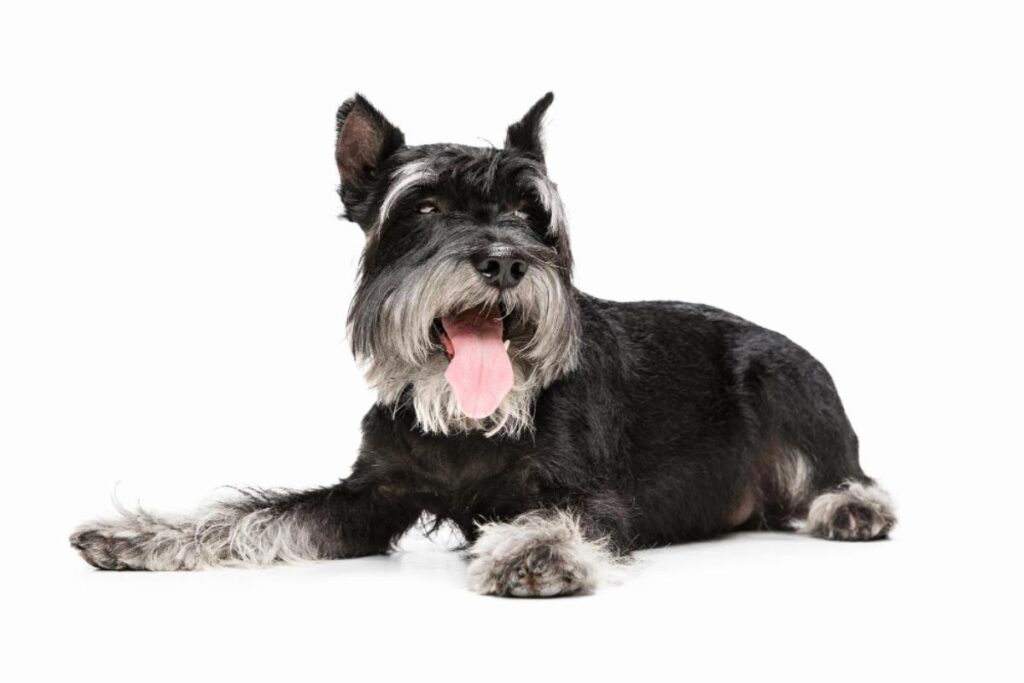 Do Schnauzers Change Color.propetdog.com