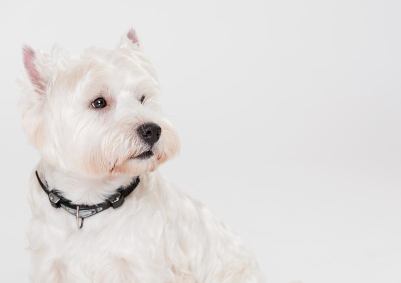 Can Miniature Schnauzers be White.propetdog.com