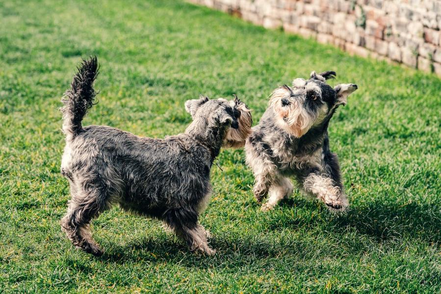 How to keep a schnauzer busy.propetdog.com