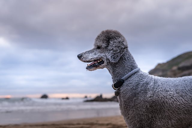 Standrad schnauzers