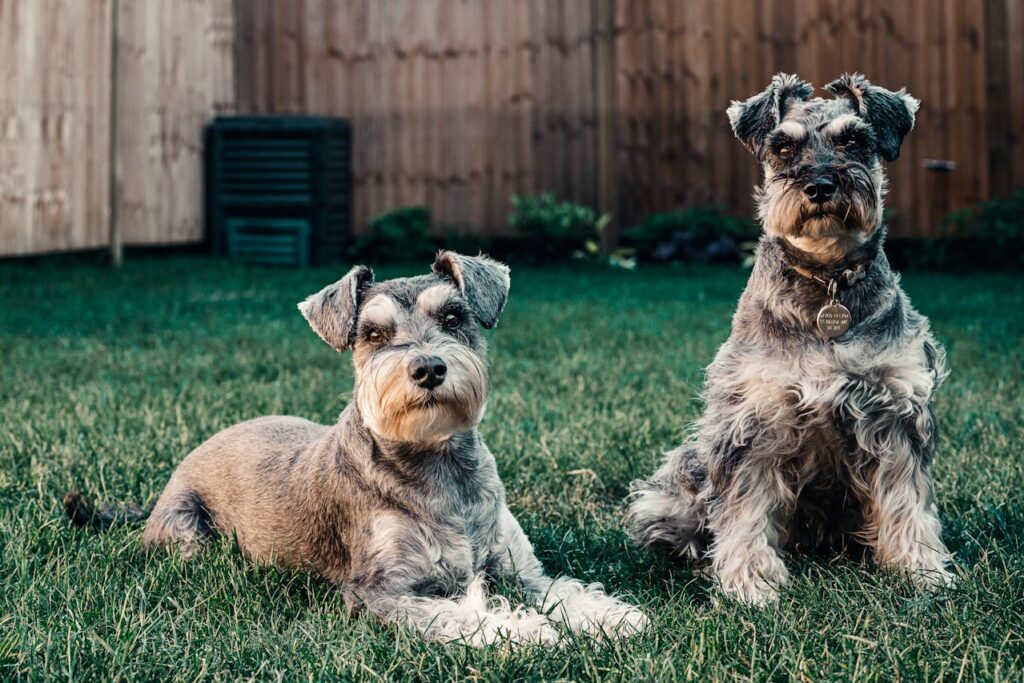 Do Schnauzers Dig.propetdog.com