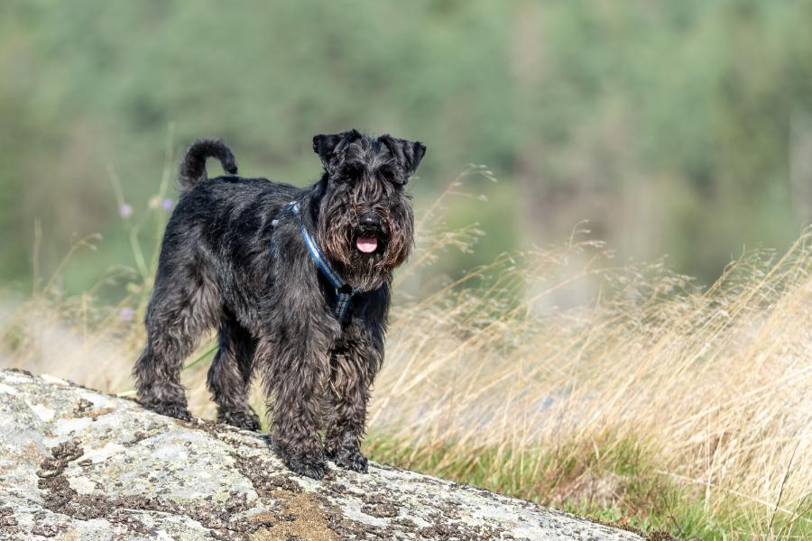 Is a Giant schnauzer a terrier.propetdog.com