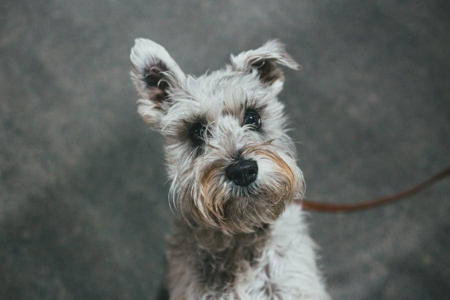 why do schnauzers bark so much?propetdog.com