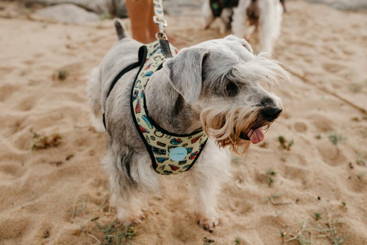 Why Do Schnauzers Shake?propetdog.com